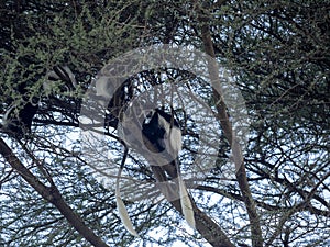 Guereza colobus, Colobus guereza, on a tree, southern Ethiopia