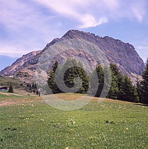 The Guergaletsch peak and an old man in the distance hiking across the alpine meadows covered in green grass and colorful flowers