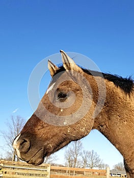 Guerilla horse side profile headshot with beautiful blue sky behind him photo