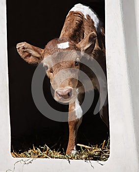 Guernsey calf
