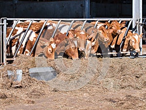 Guernsey cattle in cowshed photo