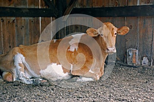 Guernsey cow