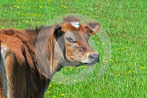 Guernsey Cow in Green Pasture