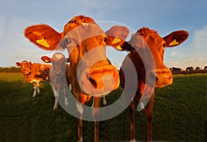 The Guernsey Cow