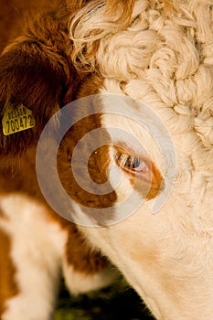 The Guernsey Cow