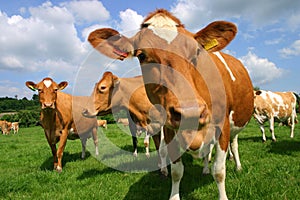 Guernsey Cows