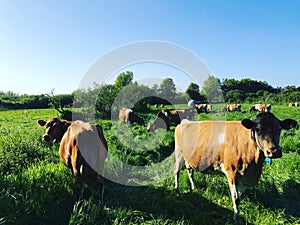 Guernsey Cows
