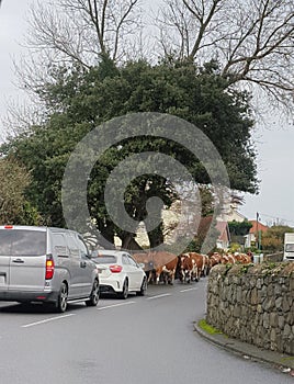 Guernsey Cows Traffic Jam, Guernsey Channel Islands