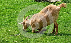 Guernsey golden goat kneeling to graze.