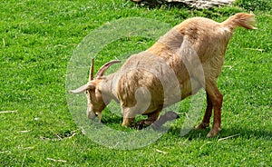Guernsey golden goat kneeling to graze. photo