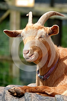 Guernsey golden goat sitting on tractor tyre.