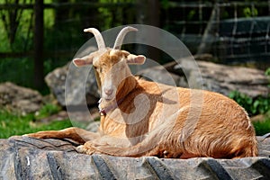 Guernsey golden goat sitting on tractor tyre.