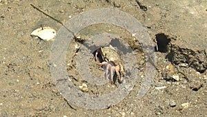 GUERRERO NEGRO BCS MEXICO-2022: Crabs Skittering Across The Rocks