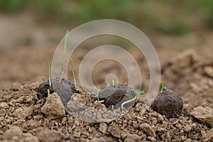 Guerrilla gardening. Plants sprouting from seedball. Seed Bombs on dry soil