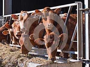 Guersney cattle in cowshed photo