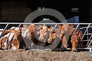 Guersney cattle in cowshed photo