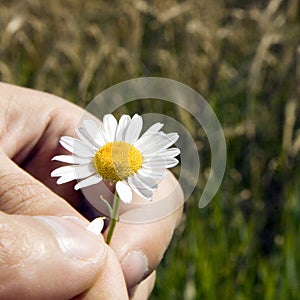 Guessing on a camomile