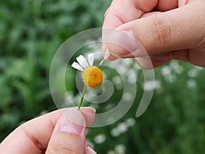 Guessing on a camomile
