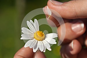 Guessing on a camomile