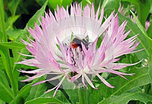 A guest in the floral a bumble bee