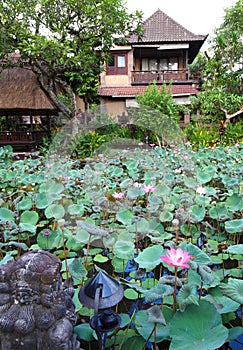 Guest house with lotus pond