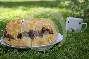 Gugelhupf in green grass, very tasty edible two-colored Czech sweet cake called babovka, ready to eat, daisy flower, tea break