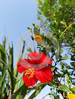 Guhal flower red color flower