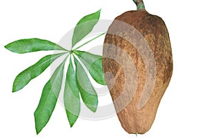 Guiana Chestnut photo