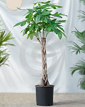 Guiana Chestnut Malvaceae, money tree plant photo
