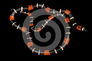 Guiana`s ribbon coral snake Micrurus lemniscatus photo