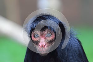 Guiana spider monkey photo