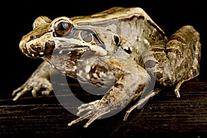 Guiana White-lipped frog Leptodactylus guianensis