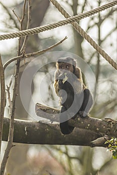 Guianan Brown Capuchin eating