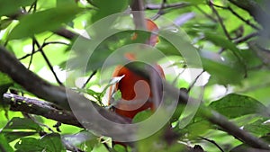 Guianan cock-of-the-rock (Rupicola rupicola) in Colombia