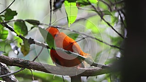 Guianan cock-of-the-rock (Rupicola rupicola) in Colombia