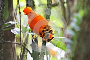 Guianan cock-of-the-rock (Rupicola rupicola) in Colombia