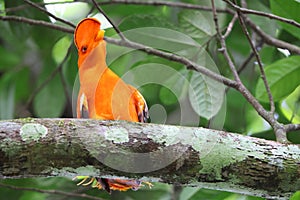 Guianan cock-of-the-rock (Rupicola rupicola) in Colombia