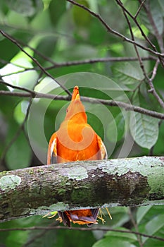 Guianan cock-of-the-rock (Rupicola rupicola) in Colombia