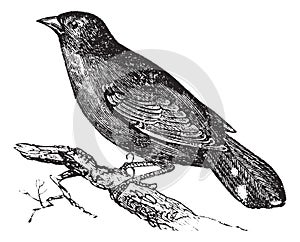 Guianan Red-Cotinga or Phoenicircus carnifex vintage engraving