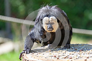 Guianan saki sits on a tree stump