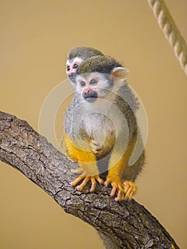 A Guianan squirrel monkey sitting on a branch