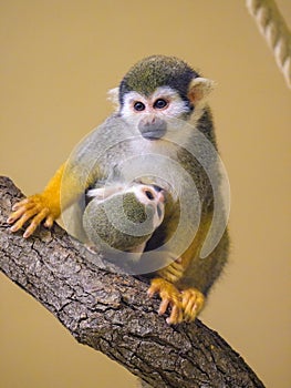 A Guianan squirrel monkey sitting on a branch