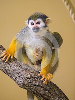 A Guianan squirrel monkey sitting on a branch