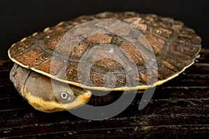 Guianan Toadhead Turtle Mesoclemmys nasuta