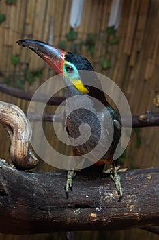 Guianan toucanet male perched on a limb in a bird cage