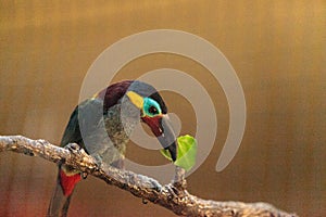 Guianan toucanet Selenidera piperivora