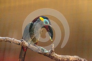 Guianan toucanet Selenidera piperivora