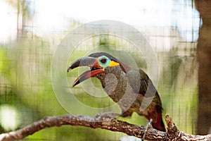 Guianan toucanet Selenidera piperivora