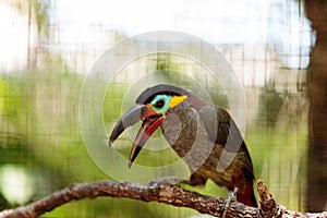 Guianan toucanet Selenidera piperivora