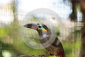 Guianan toucanet Selenidera piperivora
